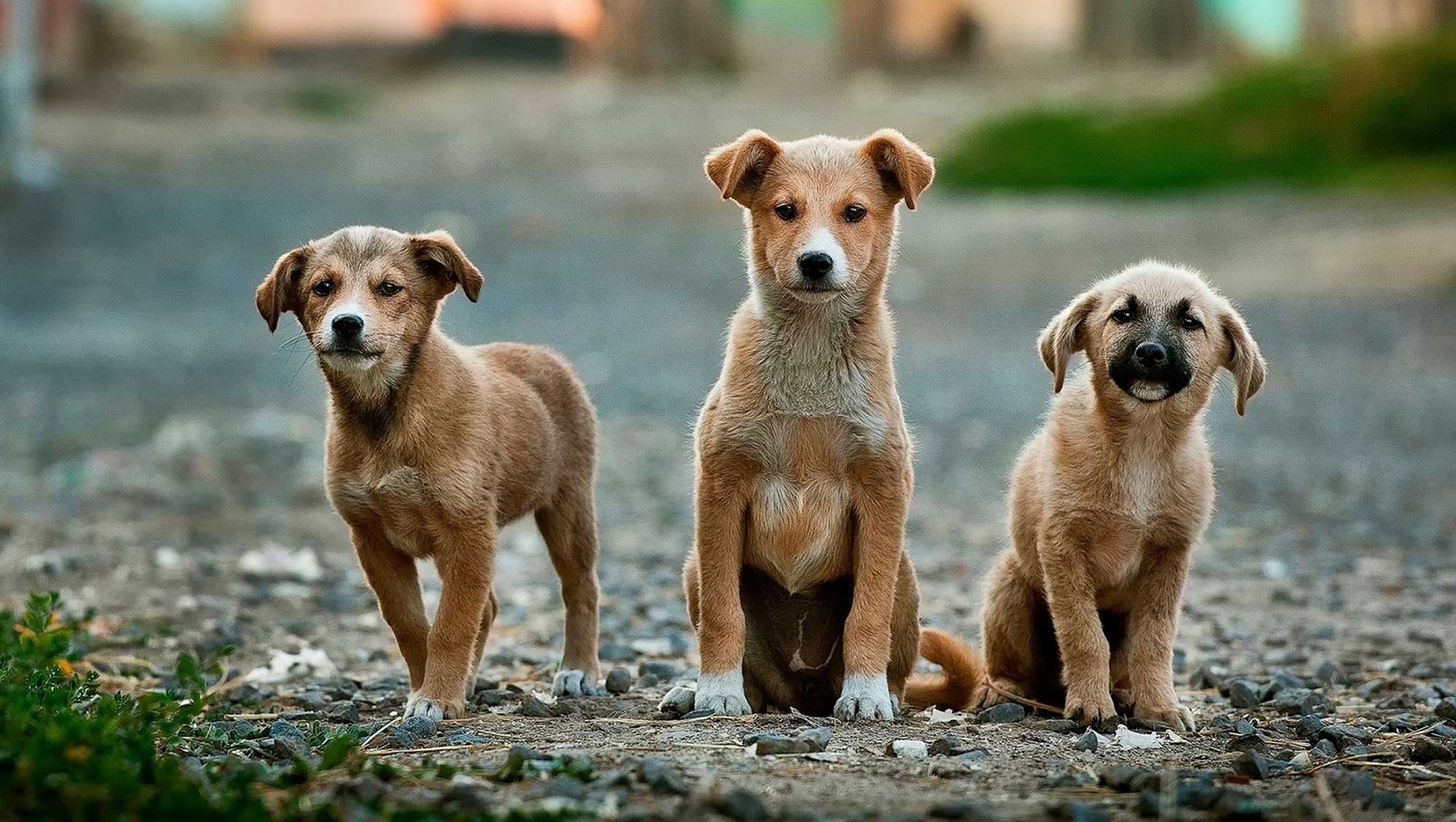 Hunde suchen ein Zuhause: Adoptieren statt kaufen